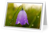 Purple Flower - Wildflower photo 
