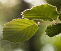 Alder Leaves - Alder photo from  Aillevillers Haute-Saone, France