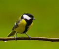 Great Tit - Bird  photo from  Aillevillers Haute-Saone, France