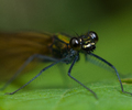 Aillevillers Damselfly photo