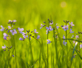 Aillevillers Wildflower photo