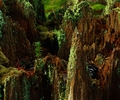 Cortes Island Tree picture
