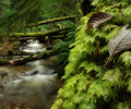 Cortes Island Tree picture