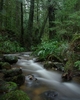 Cortes Island Creek picture