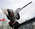 Vancouver Pigeon picture