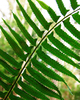 Cortes Island Fern picture