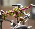 Amsterdam Bicycle photo