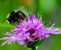 Aillevillers Bee photo
