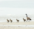 Baby Geese Walking in Step - Canada Goose photo 