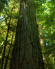 Cathedral Grove Old Growth Forest photo