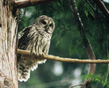 Barred Owl - Barred Owl photo from Smelt Bay Cortes Island BC, Canada