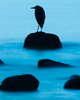 Cortes Island Blue Heron photo