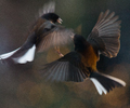 Dueling Juncos - Dark-eyed Junco photo from  Cortes Island BC, Canada