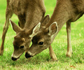 Mother and Son - Deer photo from  Cortes Island BC, Canada