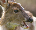 Smiling Blacktail Deer - Deer photo from  Cortes Island BC, Canada