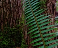 Cortes Island Fern photo