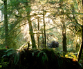 Light in the Forest #1 - Forest photo from Basil Brook Cortes Island BC, Canada