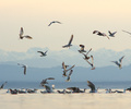 Seagull Feeding Frenzy - Glaucous-winged Gull photo from  Cortes Island British Columbia, Canada