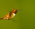 Cortes Island Hummingbird photo