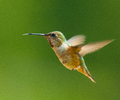 Cortes Island Hummingbird photo