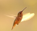 Cortes Island Hummingbird photo