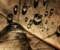 Droplets on a Dry Salal Leaf - Leaf photo from  Cortes Island BC, Canada