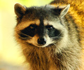 Raccoon Portrait 3 - Northern Raccoon photo from  Cortes Island British Columbia, Canada