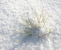 Grass on a Cold Day - Plant  photo from  Cortes Island British Columbia, Canada