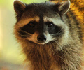 Cortes Island Raccoon photo