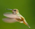 Rufous Hummingbird in flight - Rufous Hummingbird photo from  Cortes Island BC, Canada