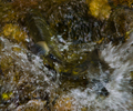 Cortes Island Salmon photo