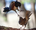 Sparing Songbirds - Spotted Towhee photo from  Cortes Island British Columbia, Canada