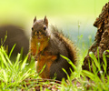 Cortes Island Squirrel photo