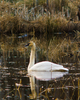 Cortes Island Swan photo
