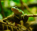 Cortes Island Tree Frog photo