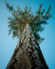 Cortes Island Tree photo