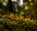 Cortes Island Tree photo