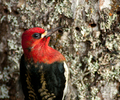Cortes Island Woodpecker photo