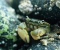 Cortes Island Crab picture