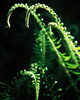 Cortes Island Fern picture