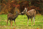 Cortes Island Deer picture