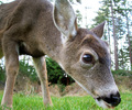 Cortes Island Deer picture