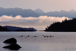 Desolation Sound Canada Goose photo