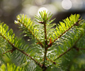 Still-life of a Douglas Fir Banch - Douglas Fir photo 