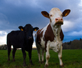 Cows - Farm Animal photo 
