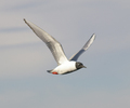 Campbell River Gull picture