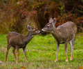 Mother and Daughter -Deer picture from Cortes Island