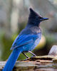 Cortes Island Jay picture
