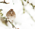 Cortes Island Sparrow picture