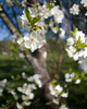 France Flower picture